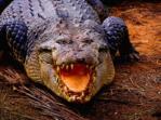 Crocodile Crocodile